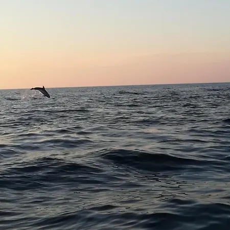 Olivia Valkanela App 3 브르사르