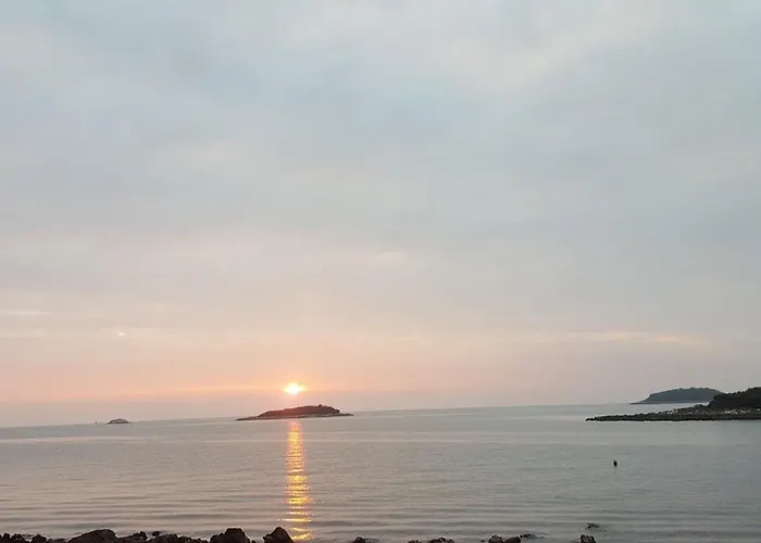 Olivia Valkanela App 3 브르사르