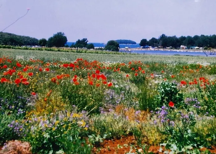 Olivia Valkanela App 3 Apartman Vrsar